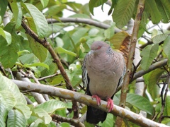 Patagioenas picazuro