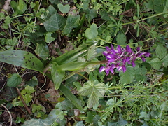 Orchis mascula