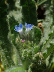 Anchusa arvensis