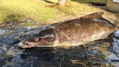 Rachycentron canadum