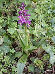 Orchis mascula