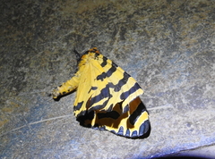 Amphicallia bellatrix