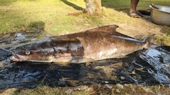 Rachycentron canadum