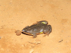 Elachistocleis ovalis