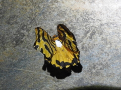 Amphicallia bellatrix