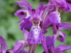 Orchis mascula