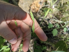 Bromus texensis