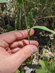 Bromus texensis