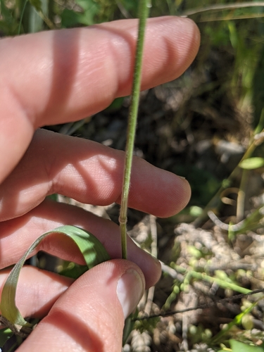 Image of Bromus texensis by (c) Cleveland Powell, some rights reserved (CC BY)