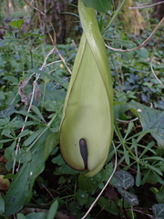Arum maculatum