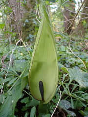 Arum maculatum