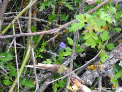 Chrysojasminum fruticans