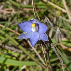 Thelymitra arenaria