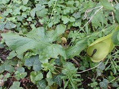 Arum maculatum