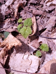 Tiarella stolonifera