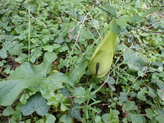 Arum maculatum