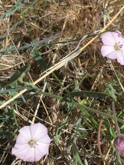 Convolvulus equitans equitans