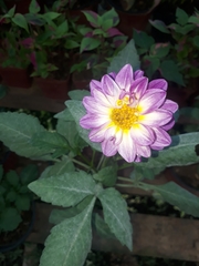 Dahlia pinnata image