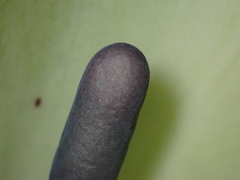 Arum maculatum