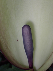 Arum maculatum