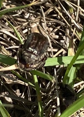 Euphoria sepulcralis