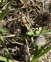 Euphoria sepulcralis