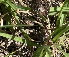 Euphoria sepulcralis