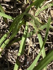 Euphoria sepulcralis