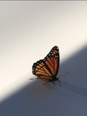 Limenitis archippus watsoni