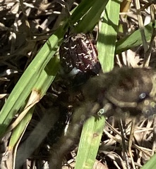 Euphoria sepulcralis