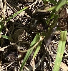 Euphoria sepulcralis