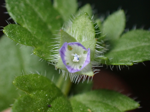 Veronica Hederifolia