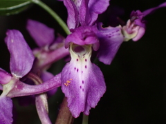 Orchis mascula