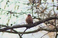 Fringilla coelebs