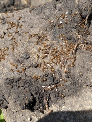Lasius pallitarsis