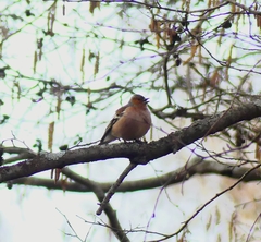 Fringilla coelebs