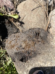 Lasius pallitarsis