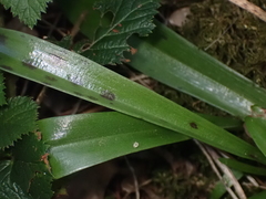 Orchis mascula
