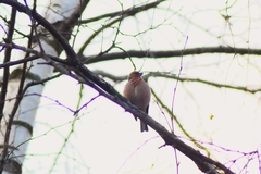 Fringilla coelebs