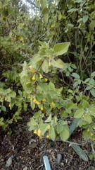 Capsicum rhomboideum