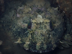 Taurulus bubalis