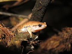 Hamptophryne boliviana