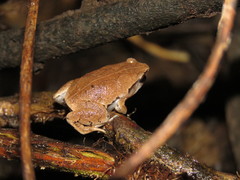 Hamptophryne boliviana