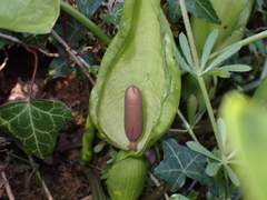 Arum maculatum