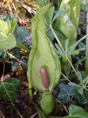 Arum maculatum