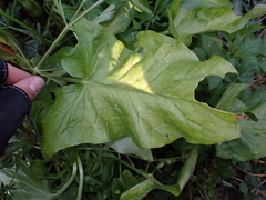 Arum maculatum