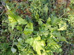 Arum maculatum