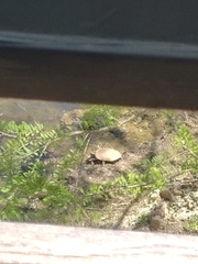 Graptemys pseudogeographica