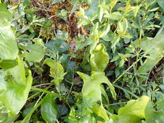 Arum maculatum