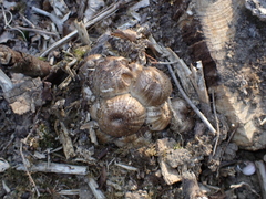 Agaricomycotina